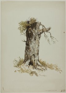 Régi fatörzs (recto); Régi fatörzs (verso) alkotó: Unknown artist