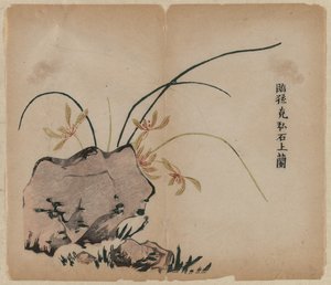 Orchidea a sziklákon alkotó: Unknown artist
