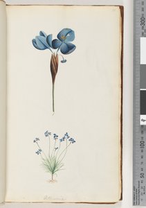 10. oldal Pattersonia alkotó: Unknown artist