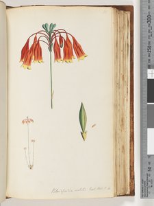 111. oldal Blandfordia nobilis Exot. Bot. t. 4. Karácsonyi harangszó alkotó: Unknown artist