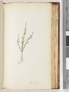 122. oldal. Baeckea densifolia, esetleg alkotó: Unknown artist