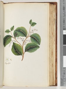 123. oldal: recto nagyítva alkotó: Unknown artist