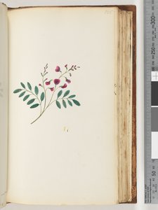 125. oldal. Azonosítatlan növény alkotó: Unknown artist