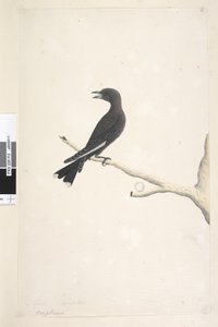 12. oldal Ocypterus. a cím felett más kézben április,  természetes méret Dusky Wood, Fecske Artamus cyanopterus, 1791-92 alkotó: Unknown artist