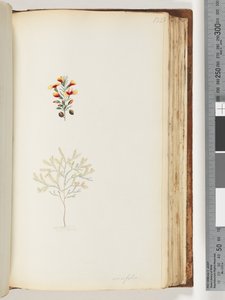 132. oldal Ericifolia alkotó: Unknown artist