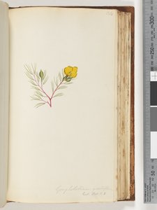 134. oldal Gompholobium grandiflorum / Exot. Bot. t. 5 alkotó: Unknown artist