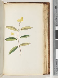 140. oldal Azonosítatlan virág, 1794. október alkotó: Unknown artist