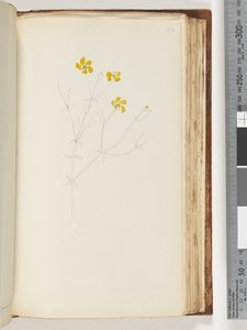 142. oldal Nincs felirat, befejezetlen rajz, azonosítatlan növény alkotó: Unknown artist