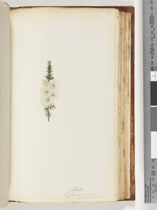 145. oldal Alela / Leptospermum ambiguum alkotó: Unknown artist
