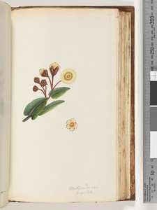 147. oldal Metrosideros hispida alkotó: Unknown artist