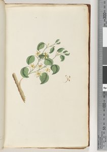 14. oldal. Azonosítatlan növény alkotó: Unknown artist