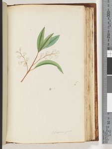 150. oldal Elaeocarpus alkotó: Unknown artist