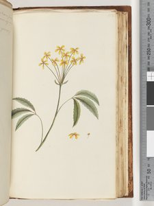 Seite 158. Unbekannte Pflanze