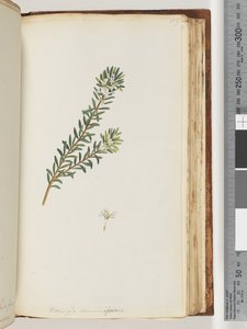 159. oldal Westringea rosmariniformis alkotó: Unknown artist