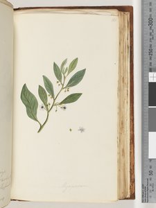 161. oldal Myoporum alkotó: Unknown artist