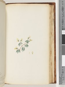162. oldal. Azonosítatlan növény alkotó: Unknown artist