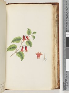 169. oldal Névtelen virágzó növény alkotó: Unknown artist