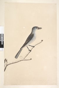 16. oldal Ceblephyris az alsó él mentén különböző kézben Ugyanolyan méretű, mint a madár, amelyről a rajz készült. Április szürke rigó Colluricincla harmonika, 1791-92 alkotó: Unknown artist