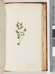 170. oldal Decandria monogynia. Banks-i Kalmoides alkotó: Unknown