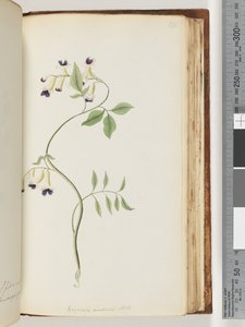 171. oldal Bignonia australis H.K alkotó: Unknown artist