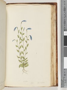 173. oldal Ibolya. Pigia, Decandolli alkotó: Unknown artist