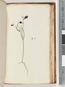174. oldal. Azonosítatlan növény alkotó: Unknown artist
