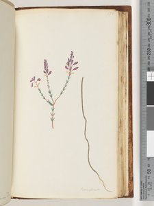 175. oldal Comaspernia alkotó: Unknown artist