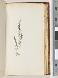 176. oldal. Azonosítatlan növény alkotó: Unknown artist