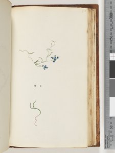 178. oldal Azonosítatlan növény alkotó: Unknown artist