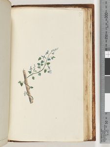 179. oldal. Azonosítatlan növény alkotó: Unknown artist