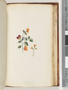 180. oldal Platylobium formosum / Handsome Flat-pea alkotó: Unknown artist