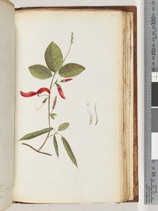 183. oldal. Azonosítatlan növények alkotó: Unknown artist
