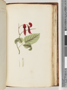185. oldal Azonosítatlan növény alkotó: Unknown artist