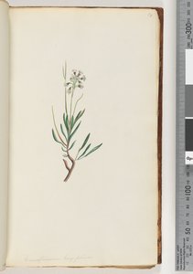 18. oldal Conospermum longifolium Hosszú, leveles Tobozmagok alkotó: Unknown artist
