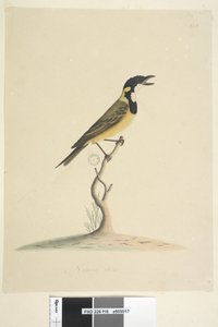 18. oldal Természetes méretű Golden Whistler Pachycephala pectoralis, kan, 1791-92 alkotó: Unknown artist