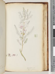 190. oldal Melaleuca thymifolia / Kakukkfű Méz, mirtusz alkotó: Unknown artist
