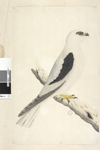 1. oldal Falco, Augustatban látható balra lent, eltérő kézben augusztus természetes méretben. Fekete vállas sárkány Elanus axillaris Elanus notatus, 1791-92 alkotó: Unknown artist