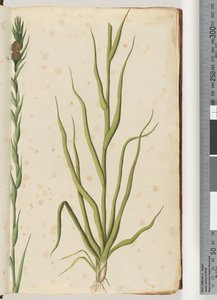 1. oldal Philydrum lanuginosum alkotó: Unknown artist