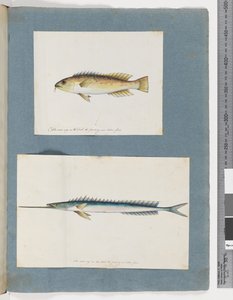 1. oldal. Azonosítatlan hal. 2. Azonosítatlan hal (akvarell papíron) alkotó: Unknown artist