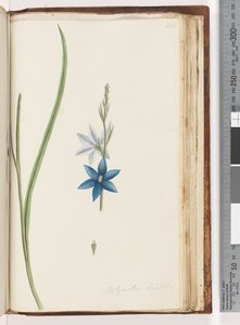 204. oldal Thelymitra ixiodes / Foltos naporchidea alkotó: Unknown artist