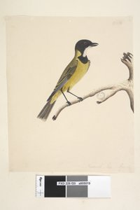20. oldal Természetes méret. Április Golden Whistler Pachycephala pectoralis, hím, 1791-92 alkotó: Unknown artist