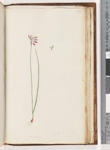 210. oldal Arethusa certe? / Caladenia alkotó: Unknown artist
