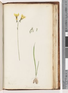 211. oldal. A Diuris aurea / Arany szamárorchidea formája alkotó: Unknown artist