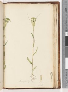 215. oldal Pterostylis op / viridis alkotó: Unknown artist