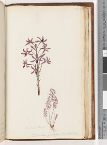 217. oldal. Dipodium Brown / Dendrobium punctatum. Exot. Bot. t. 12. Jácint orchidea alkotó: Unknown artist