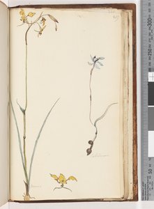 219. oldal. Caladenia / Diuris két növény alkotó: Unknown artist