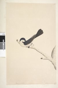 21. oldal Musciopa. fenti cím más kézben június. Természetes méretű nyugtalan légykapó Myiagra inquieta Seisura inquieta, 1791-92 alkotó: Unknown artist