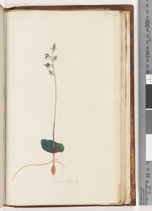 222. oldal Acianthus sp alkotó: Unknown artist