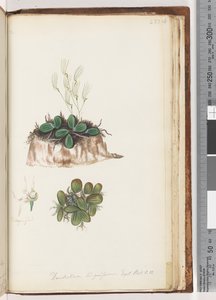 223. oldal Dendrobium linguiforme Exot. Bot. t. 11 nyelvorchidea alkotó: Unknown artist