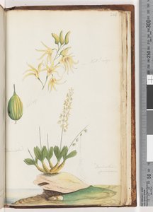 224. oldal Dendrobium speciosum / Sziklaorchidea alkotó: Unknown artist